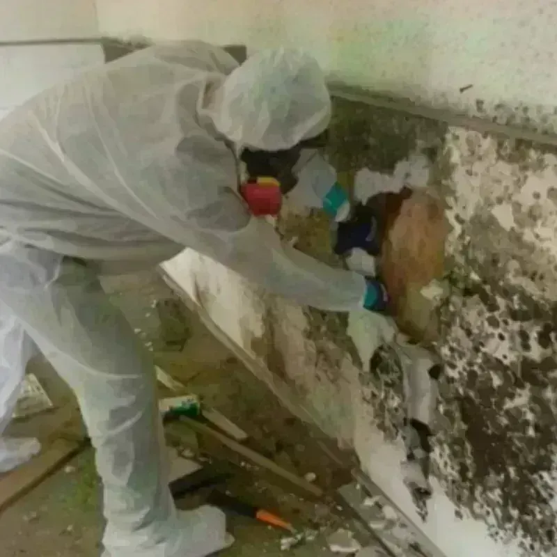 Best Mold Remediation and Removal Service in Rancho Cordova, CA